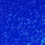 ALL PARTS PG0095057 PICK GUARD BLANK (12 X 18), BLUE PEARLOID 2-PLY (BP/W/B) 090.